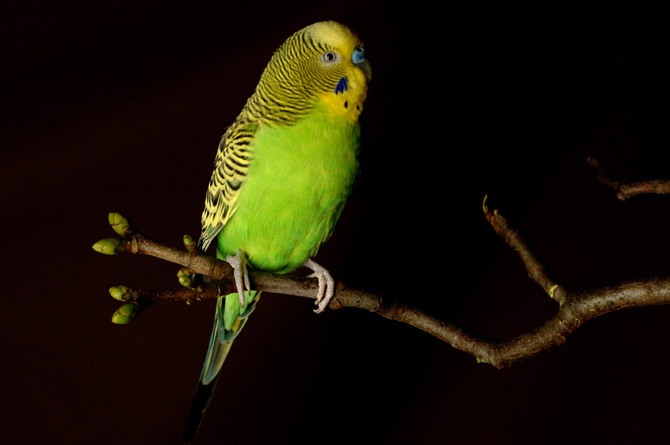 Budgie
