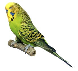 Andulka2
